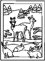 coloriage animaux des bois